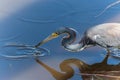 Beautiful tricolored heron stands in a pond, delicately picking up a fish in its beak. Royalty Free Stock Photo