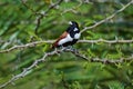 beautiful Tricoloured munia birds Royalty Free Stock Photo