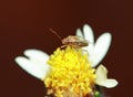 Beautiful Tridax daisy folwer on the road for background