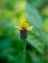 Beautiful Tridax Procumbens Flowers in the Garden