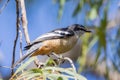 Varied Triller in Queensland Australia