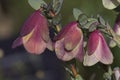 Beautiful trio Qualup Bell flowers in close up view