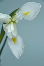 Beautiful triple white iris flower on a dark background, selective focus Royalty Free Stock Photo