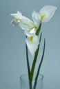 Beautiful triple white iris flower on a dark background, selective focus Royalty Free Stock Photo