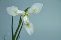 Beautiful triple white iris flower on a dark background, selective focus Royalty Free Stock Photo