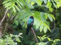 Beautiful Trogon caligatus in the jungle