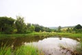 Beautiful Tropial rain forest and wild grass flowers near canal and riverside