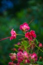 Beautiful tropic plant phoenix flower