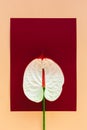 Beautiful tropical anthurium flower on peach pink and dark red background. Top color Fall-Winter 2019 Royalty Free Stock Photo