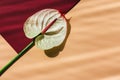 Beautiful tropical anthurium flower on peach pink and dark red background. Top color Fall-Winter 2019 Royalty Free Stock Photo