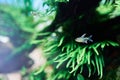 Beautiful tropical aquarium. Diamond tetra fish swimming in the freshwater aquascape with green trident fern.