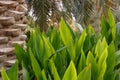 Beautiful tropical background. The palm tree and fresh green banana leaves. Texture of fresh banana leaves Royalty Free Stock Photo