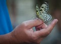 Beautiful tropical baterfly sitting on a hand of a man