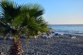 Beautiful tropical beach with palm tree. Tenerife.Canary Islands.Spain. Royalty Free Stock Photo