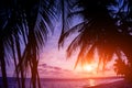 Beautiful tropical beach with palm trees. Sunrises and sunsets. Ocean Royalty Free Stock Photo