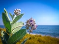 Beautiful Tropical Beach Plant Flowers Of Calotropis Gigantea Or Crown Flowers On A Sunny Day