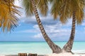 Beautiful tropical beach and two coconut palm trees staying together. Twin palm tree. Tropical paradise beach with white sand and Royalty Free Stock Photo