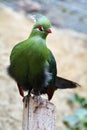 Beautiful tropical bird - Fischer`s turaco Tauraco fischeri Royalty Free Stock Photo