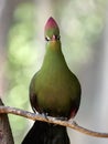 Beautiful tropical bird - Fischer& x27;s turaco & x28;Tauraco fischeri& x29; Royalty Free Stock Photo