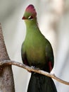 Beautiful tropical bird - Fischer& x27;s turaco & x28;Tauraco fischeri& x29; Royalty Free Stock Photo