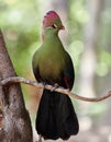 Beautiful tropical bird - Fischer& x27;s turaco & x28;Tauraco fischeri& x29; Royalty Free Stock Photo