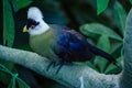 Beautiful tropical bird with a white head in the park Royalty Free Stock Photo