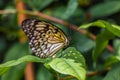 Beautiful tropical butterfly called Large Tree Nymph standing on green leaves in Konya tropical butterfly garden