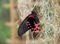 Black, tropical butterfly in the garden . Butterfly with open, black, velvet wings and a white pattern. Royalty Free Stock Photo