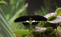 Beautiful, tropical butterfly with large black wings on the leaves of the flower. Royalty Free Stock Photo