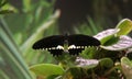 Beautiful, tropical butterfly with large black wings on the leaves of the flower. Royalty Free Stock Photo