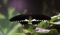 Black, tropical butterfly in the garden . Butterfly with open, black, velvet wings and a white pattern.