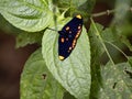 Beautiful in tropical butterfly rain forest. Costa Rica Royalty Free Stock Photo