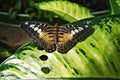 A tropical butterfly is resting on a large green leaf. Close-up, wings spread. Royalty Free Stock Photo