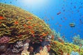 Beautiful tropical coral reef with  Cabbage coral also known as leafy cup coral  Turbinaria reniformis and coral fish Anthias Royalty Free Stock Photo