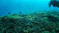 Beautiful tropical coral reef with a lot small fishes in Indonesia, Bali. Strong light shine through blue colored sea water