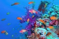 Beautiful tropical coral reef with purple soft coral  Dendronephthya and red fish anthias Royalty Free Stock Photo