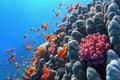 Beautiful tropical coral reef with shoal or red coral fish Anthias and diversity of hard corals