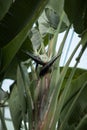 Beautiful tropical, exotic bird of paradise flower Royalty Free Stock Photo