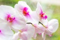 Beautiful tropical exotic branch with pink and magenta Moth Phalaenopsis Orchid flowers in spring