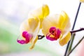 Beautiful tropical exotic branch with pink and yellow Moth Phalaenopsis Orchid flowers in spring