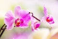 Beautiful tropical exotic branch with white, pink and magenta Moth Phalaenopsis Orchid flowers in spring Royalty Free Stock Photo