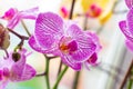 Beautiful tropical exotic branch with white, pink and magenta Moth Phalaenopsis Orchid flowers in spring Royalty Free Stock Photo