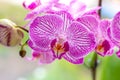 Beautiful tropical exotic branch with white, pink and magenta Moth Phalaenopsis Orchid flowers in spring Royalty Free Stock Photo