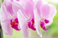 Beautiful tropical exotic branch with white, pink and magenta Moth Phalaenopsis Orchid flowers in spring Royalty Free Stock Photo