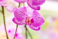 Beautiful tropical exotic branch with white, pink and magenta Moth Phalaenopsis Orchid flowers in spring Royalty Free Stock Photo