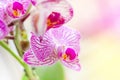 Beautiful tropical exotic branch with white, pink and magenta Moth Phalaenopsis Orchid flowers in spring Royalty Free Stock Photo