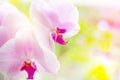 Beautiful tropical exotic branch with white, pink and magenta Moth Phalaenopsis Orchid flowers in spring in the forest Royalty Free Stock Photo