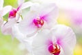 Beautiful tropical exotic branch with white, pink and magenta Moth Phalaenopsis Orchid flowers in spring in the forest Royalty Free Stock Photo