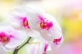Beautiful tropical exotic branch with white, pink and magenta Moth Phalaenopsis Orchid flowers in spring in the forest Royalty Free Stock Photo