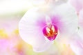 Beautiful tropical exotic branch with white, pink and magenta Moth Phalaenopsis Orchid flowers in spring in the forest Royalty Free Stock Photo